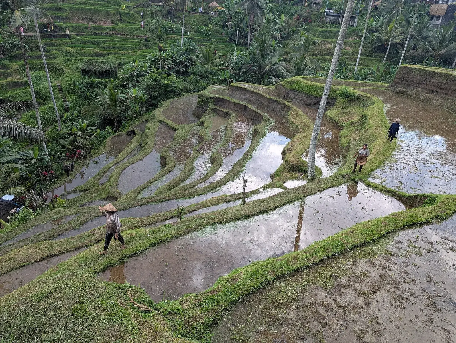 Terraced green rice paddies and palm trees at Tegallalang near Ubud, Bali, Indonesia