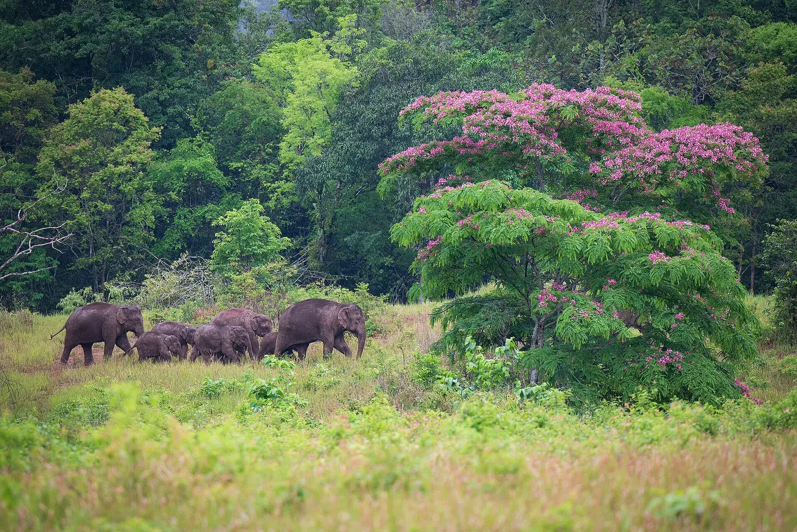 A herd of wild elephants crossing grassland in Khao Yai National Park, Thailand