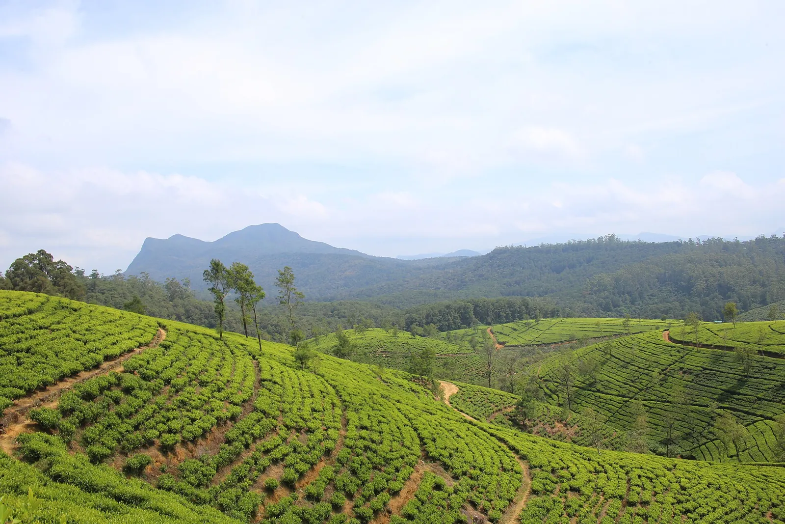 Rows of bright green tea bushes on a hillside near Nuwara Eliya in Sri Lanka's hill country