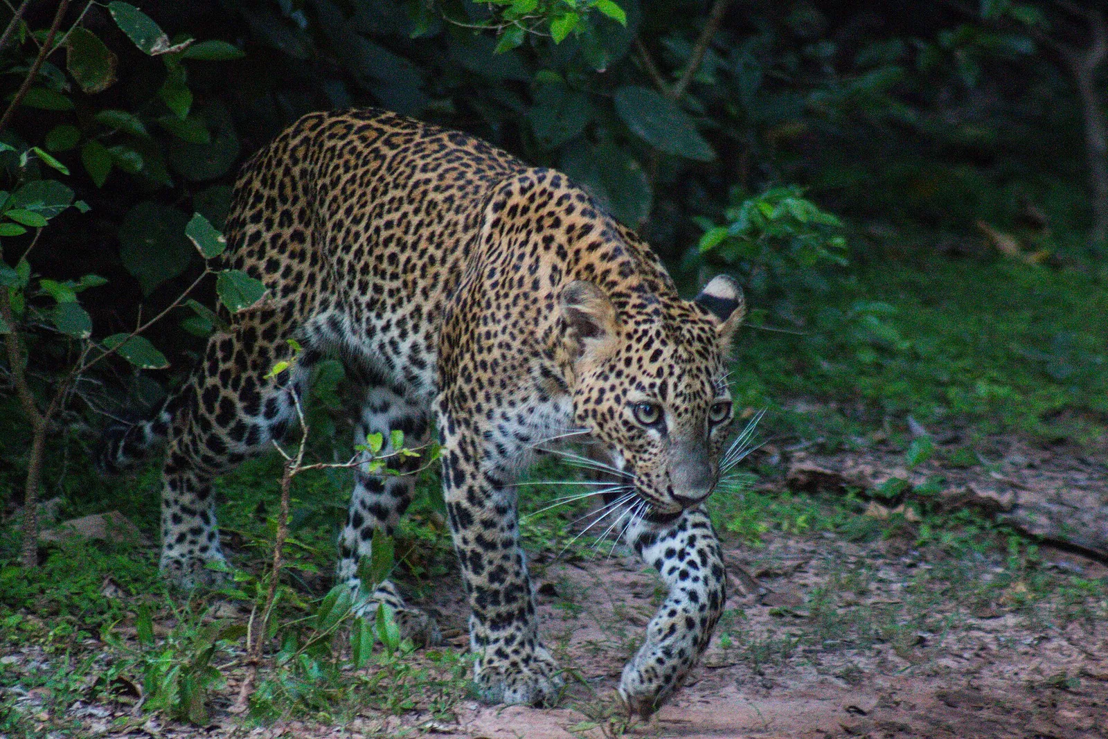 A Sri Lankan leopard walking through the scrub in Yala National Park